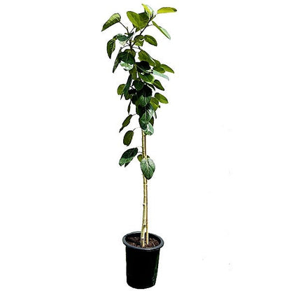 Ficus Benghalensis, Banyan Fig – image 3