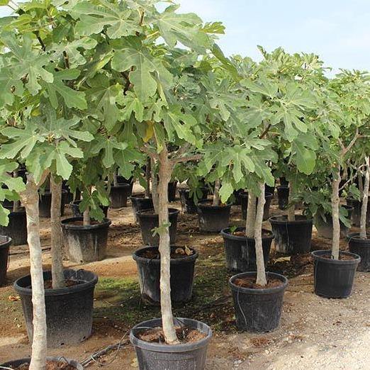 Fig Tree, Ficus Carica – image 5