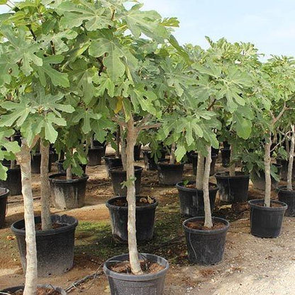 Fig Tree, Ficus Carica – image 5