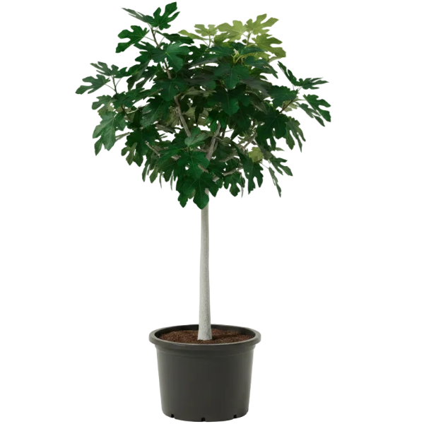 Fig Tree, Ficus Carica – image 9