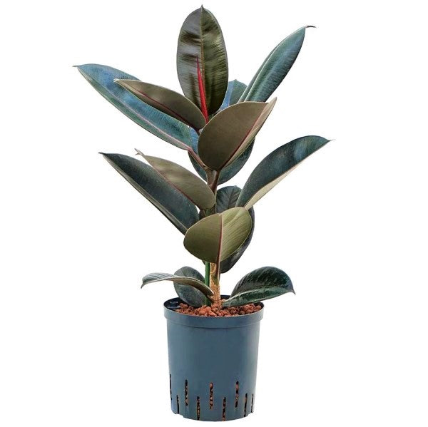 Ficus elastic Abidjan, Rubber Plant – image 5