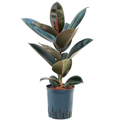 Ficus elastic Abidjan, Rubber Plant – image 5