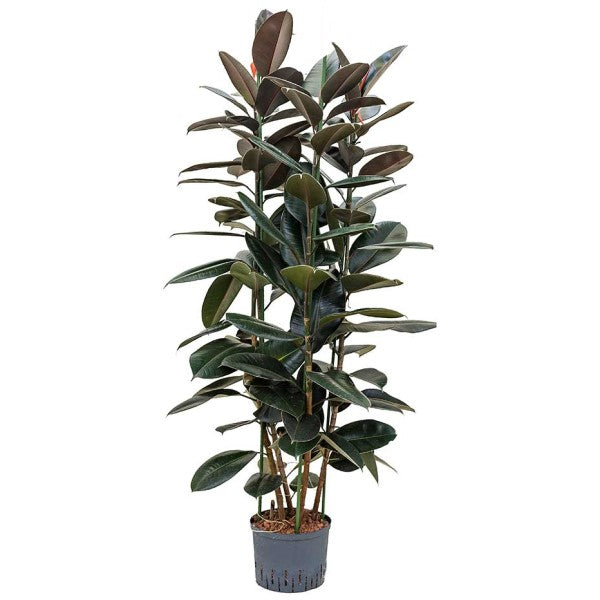 Ficus elastic Abidjan, Rubber Plant – image 7