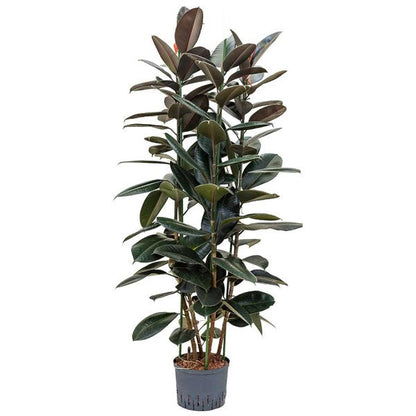 Ficus elastic Abidjan, Rubber Plant – image 7