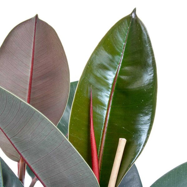 Ficus elastic Abidjan, Rubber Plant – image 3
