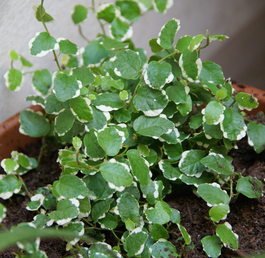 Variegated Creeping Fig (Ficus pumila 'Variegata') | فيكس بوميلا مبرقش