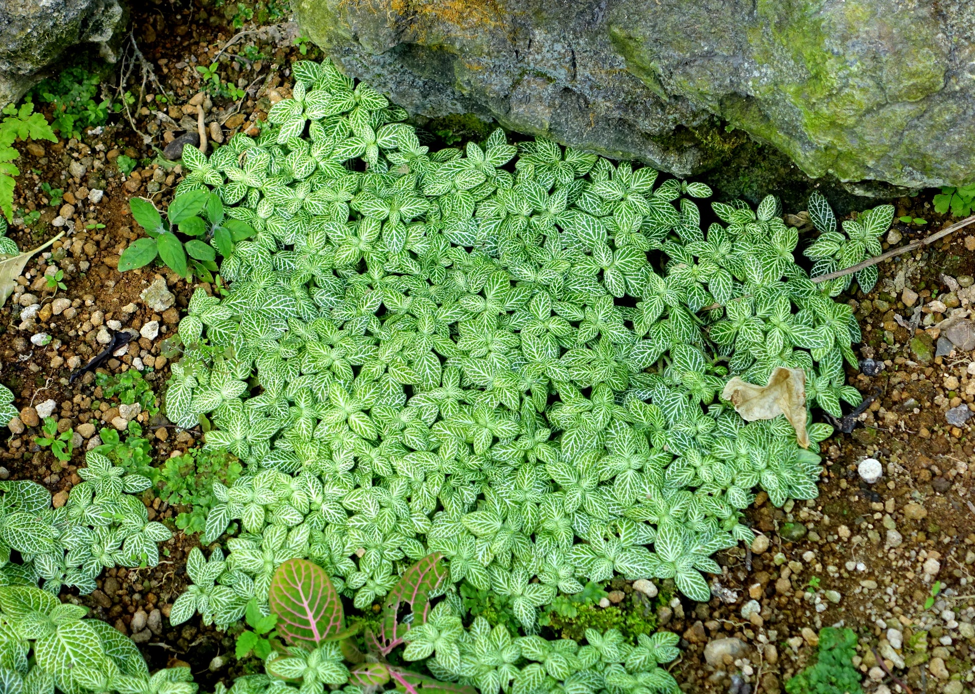 Nerve Plant (Fittonia albivenis) | نبتة العصب (فيتونيا ألبيفينيس)
