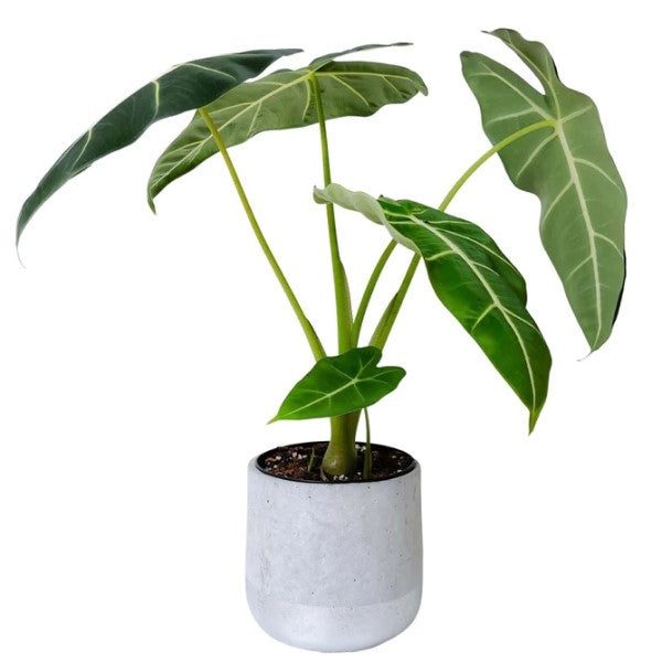 Alocasia Frydek, Green Velvet Alocasia – image 3