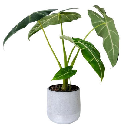 Alocasia Frydek, Green Velvet Alocasia – image 3