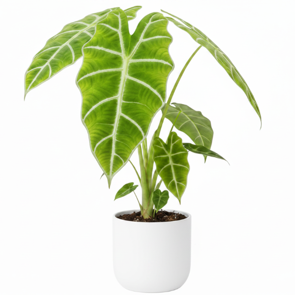 Alocasia Frydek, Green Velvet Alocasia – image 4
