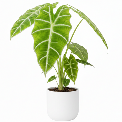 Alocasia Frydek, Green Velvet Alocasia – image 4