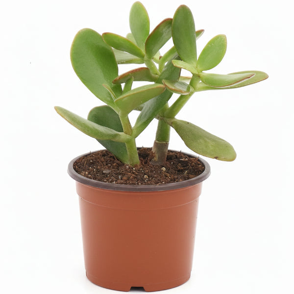 Money Tree, Crassula ovata, Dollar Plant, Jade Tree – image 8