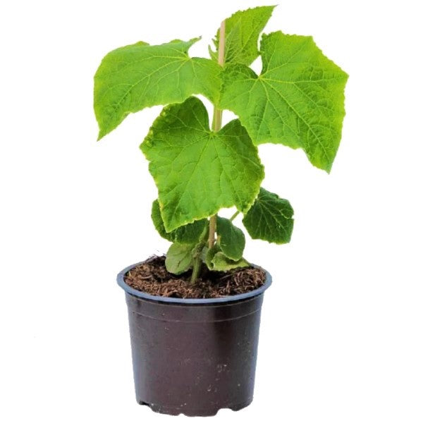 Cucumber Plant – image 5