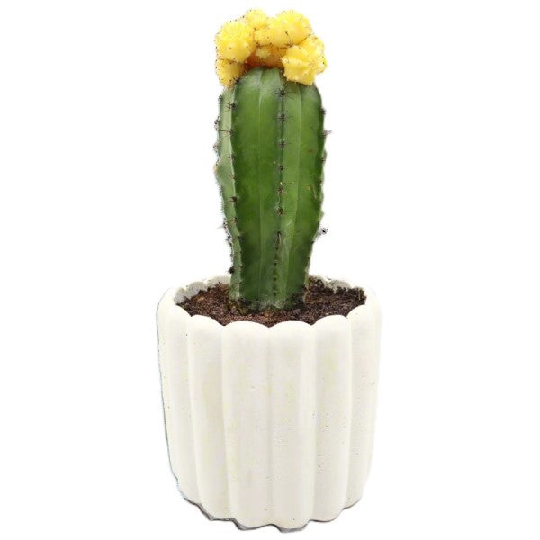 Gymnocalycium small 10-15cm – image 2