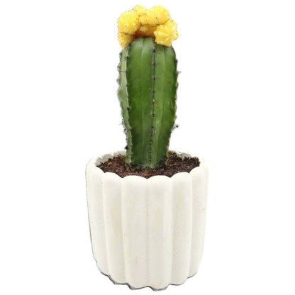 Gymnocalycium small 10-15cm – image 2