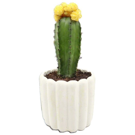 Gymnocalycium small 10-15cm – image 2