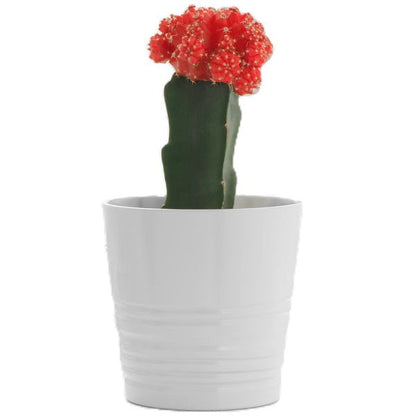 Gymnocalycium small 10-15cm – image 7