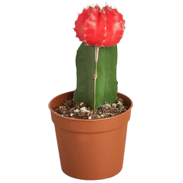 Gymnocalycium small 10-15cm – image 1