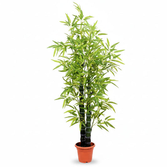 Bambusa Ventricosa, Buddha Belly Bamboo – image 1