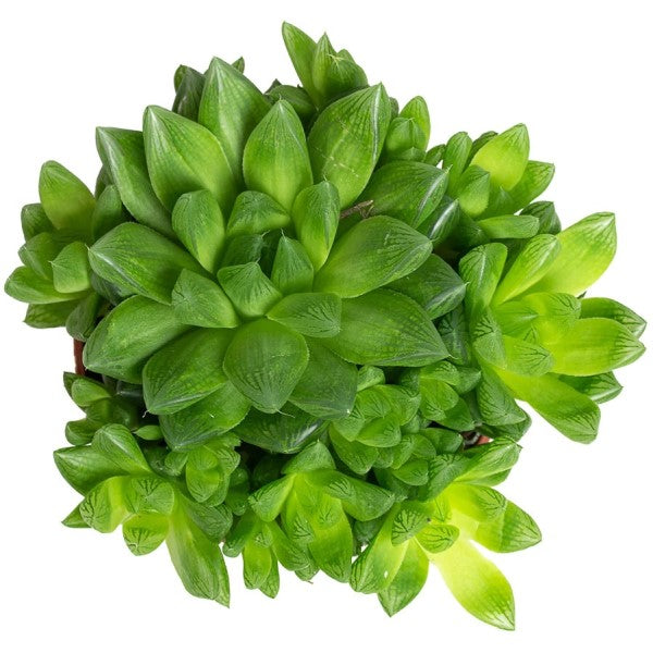 Haworthia Cooperi, Window Haworthia – image 3