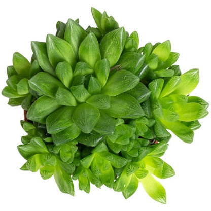 Haworthia Cooperi, Window Haworthia – image 3