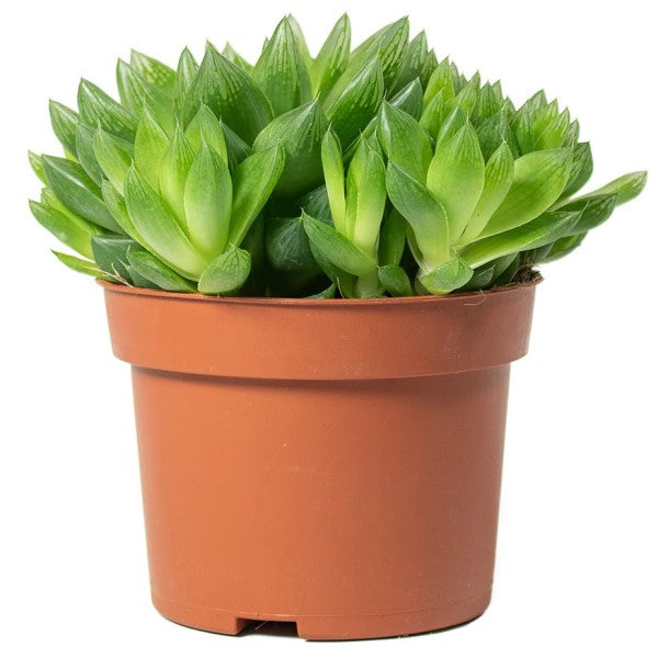 Haworthia Cooperi, Window Haworthia – image 1