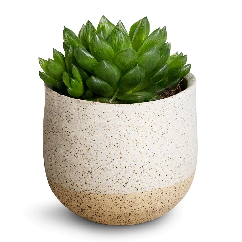 Haworthia Cooperi, Window Haworthia – image 5
