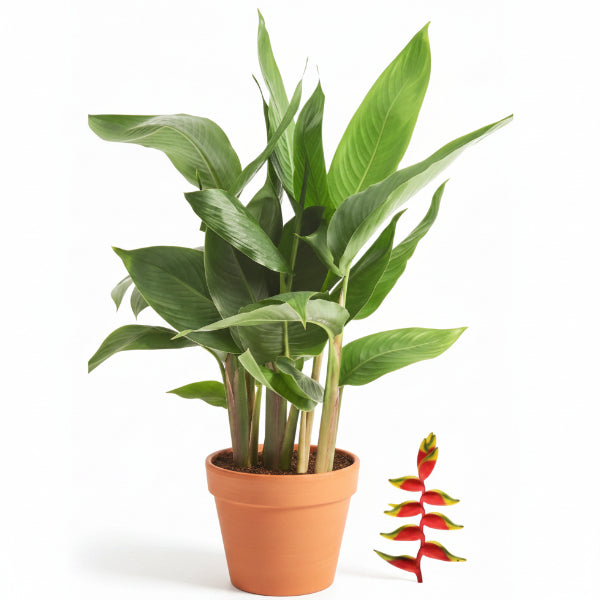 Heliconia Psittacorum, Parakeet flower, Parrot’s beak – image 1
