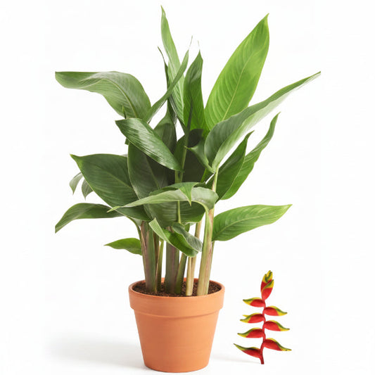 Heliconia Psittacorum, Parakeet flower, Parrot’s beak – image 1