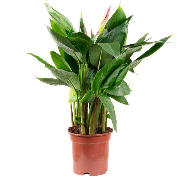 Heliconia Psittacorum, Parakeet flower, Parrot’s beak – image 3