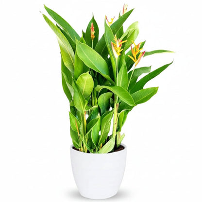 Heliconia Psittacorum, Parakeet flower, Parrot’s beak – image 5
