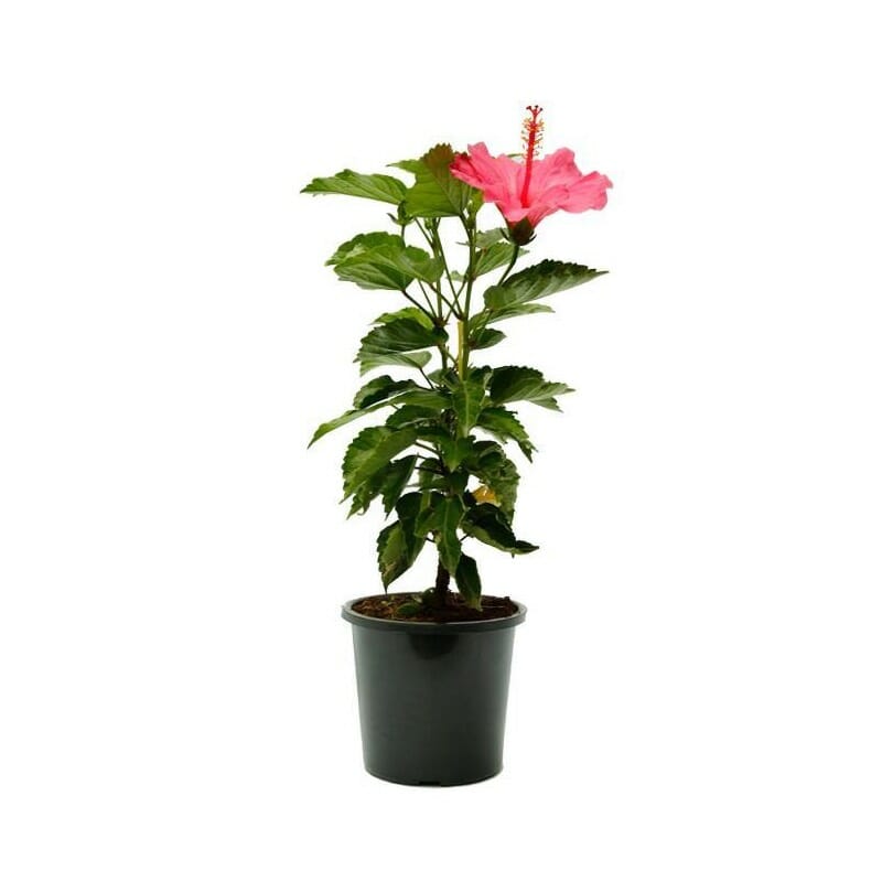 Sinensis Red, Hibiscus Rosa – image 5