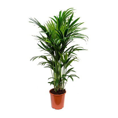 Kentia Palm, Thatch Palm, Howea forsteriana – image 6