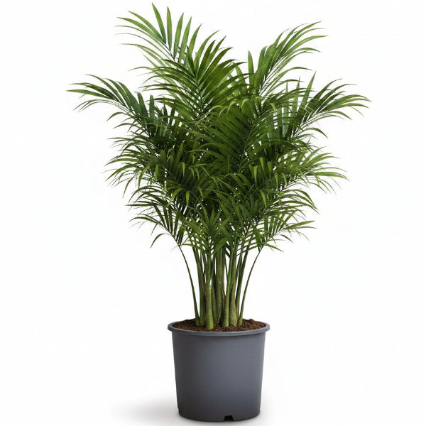 Kentia Palm, Thatch Palm, Howea forsteriana – image 4