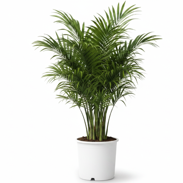 Kentia Palm, Thatch Palm, Howea forsteriana – image 7