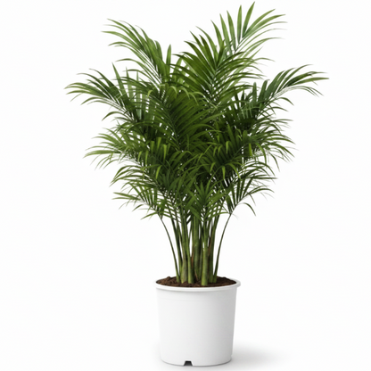 Kentia Palm, Thatch Palm, Howea forsteriana – image 7