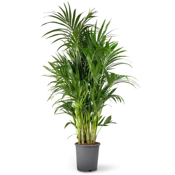 Kentia Palm, Thatch Palm, Howea forsteriana – image 1