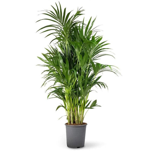Kentia Palm, Thatch Palm, Howea forsteriana – image 1