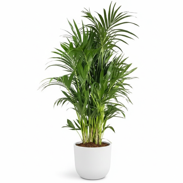 Kentia Palm, Thatch Palm, Howea forsteriana – image 3