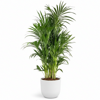 Kentia Palm, Thatch Palm, Howea forsteriana – image 3