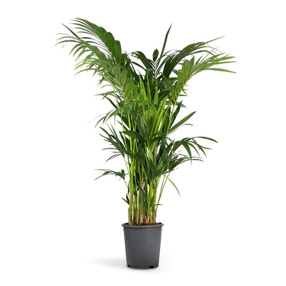 Kentia Palm, Thatch Palm, Howea forsteriana – image 2