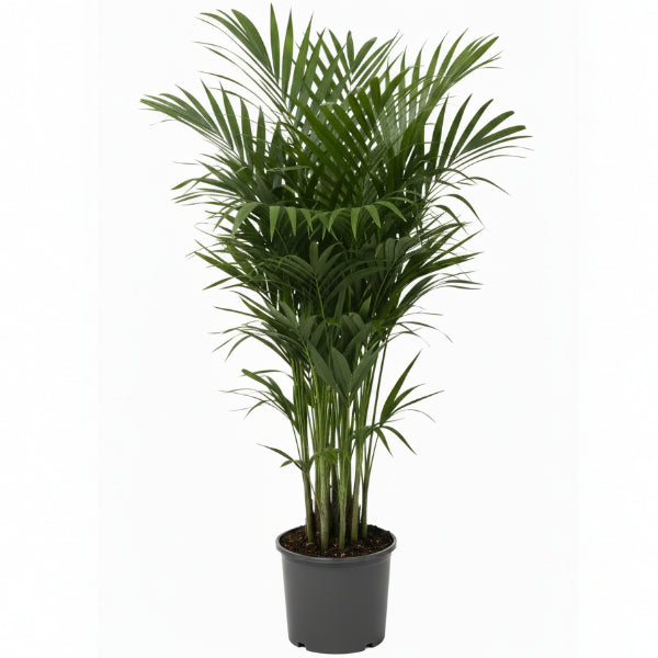 Kentia Palm, Thatch Palm, Howea forsteriana – image 5