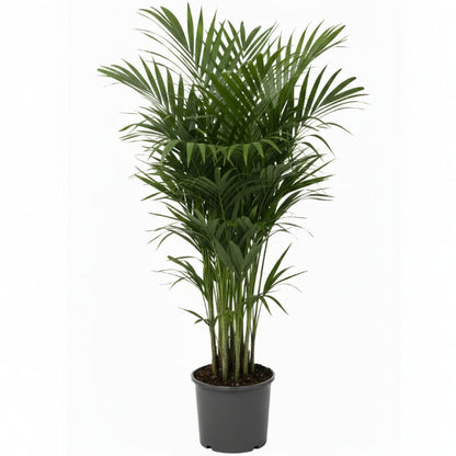 Kentia Palm, Thatch Palm, Howea forsteriana – image 5