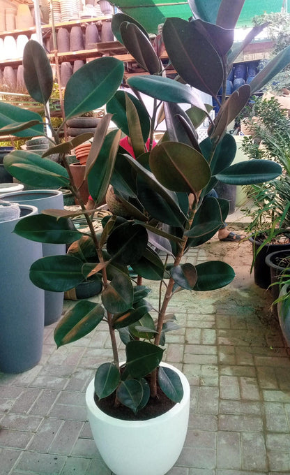 Ficus elastic Abidjan, Rubber Plant – image 11