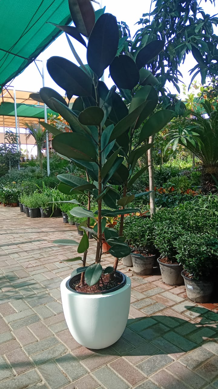 Ficus elastic Abidjan, Rubber Plant – image 10