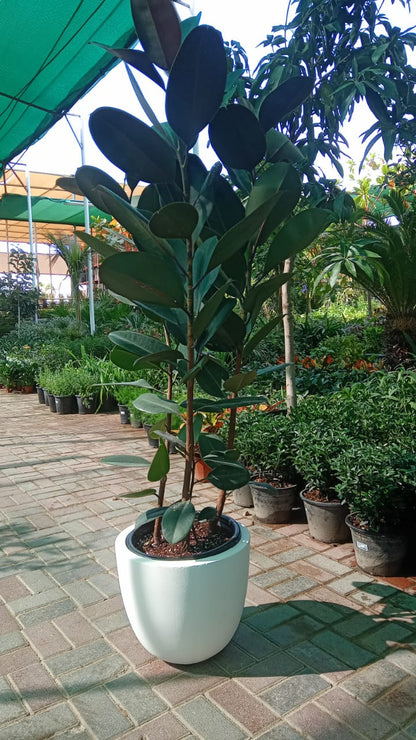 Ficus elastic Abidjan, Rubber Plant – image 10