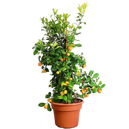 Citrus Microcarpa, Calamansi Citrus – image 5