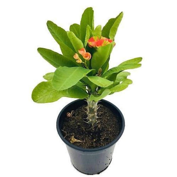 Euphorbia Milii, Crown Of Thorns – image 2