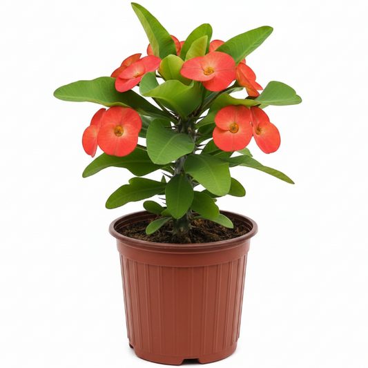 Euphorbia Milii, Crown Of Thorns – image 1