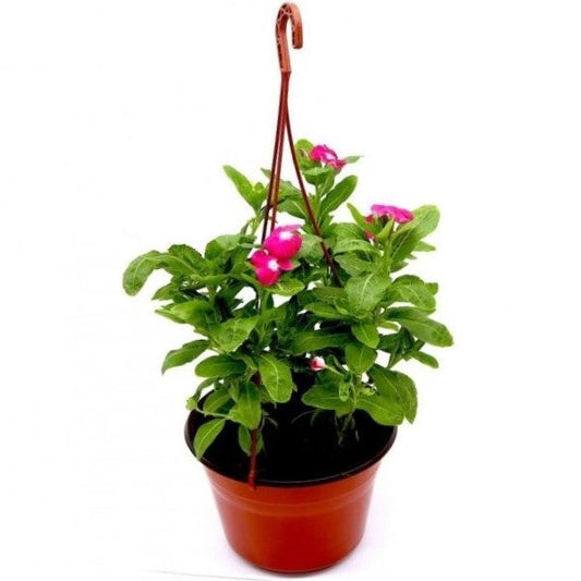 Vinca Flowers (small), Periwinkle – image 2